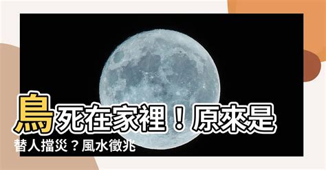 鳥死在家裡|【鳥死在家門口】鳥死在家門口：替人擋災的吉兆？還是潛在危。